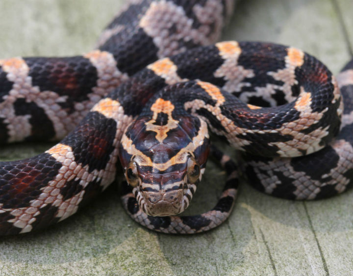 Okeetee Corn Snake